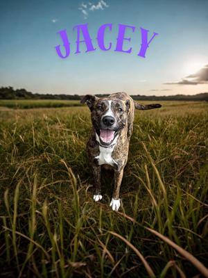 Jacey, Boxer / Mixed Breed, adult, available for adoption