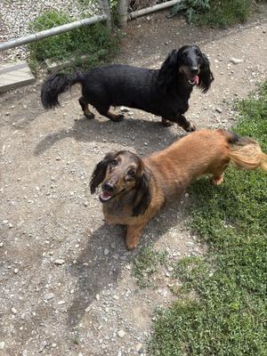 Ginger and Sunday, Dachshund (Long Haired), senior, available for adoption