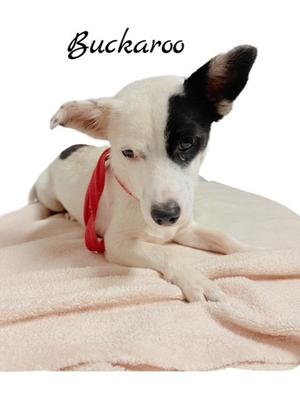 Buckaroo, Rat Terrier Mix, young, available for adoption