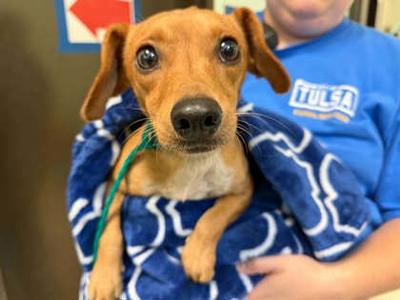 Snaffle, Dachshund Mix, adult, available for adoption