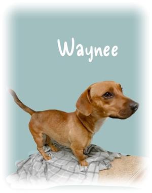 A dachshund standing on a blanket with the name "Waynee" written above it.