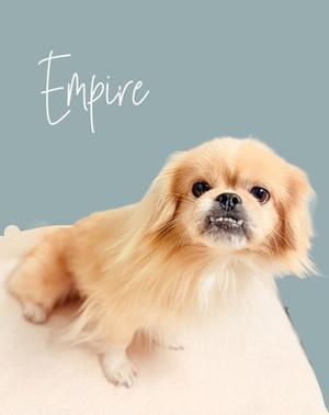 A fluffy, light-colored dog with long fur and a black nose, sitting on a white surface. The word "Empire" is written in cursive above the dog.