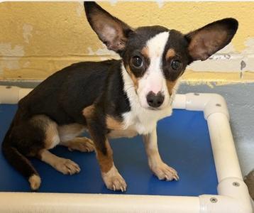 Kenly, Chihuahua - Long Haired Mix, young, available for adoption