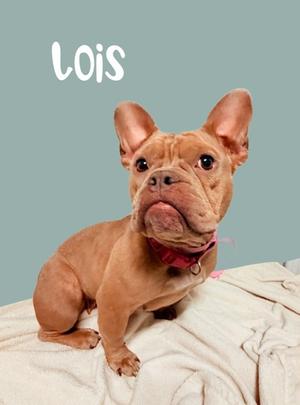 A brown French bulldog sitting on a white blanket with the name "Lois" written above it.