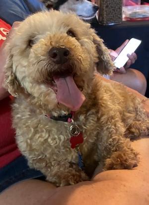 Willapa, Poodle - Miniature Mix, adult, available for adoption