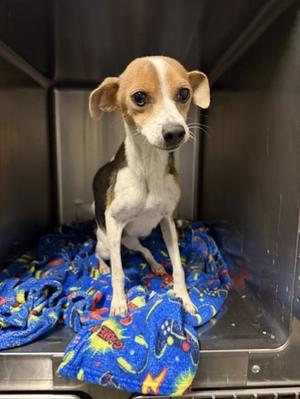 Jubilee, Chihuahua - Smooth Coated Mix, adult, available for adoption