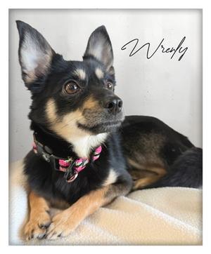 Wrenly, Chihuahua - Smooth Coated Mix, adult, available for adoption