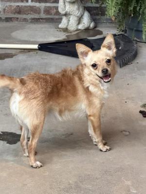 A small brown dog standing on a concrete surface with its mouth open, possibly smiling. The background includes a brick wall, a stone statue, and some greenery.