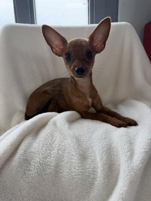 Sukae, Chihuahua - Smooth Coated and Yorkshire Terrier, puppy, available for adoption