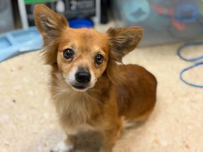 Wybie, Chihuahua - Long Haired Mix, adult, available for adoption