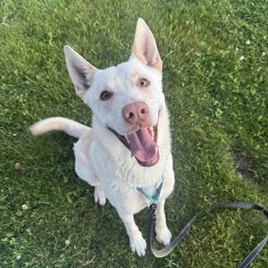 Wheelie/Jake, Kelpie, Australian, adult, available for adoption
