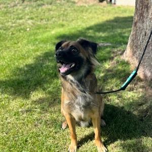 Jett, Shepherd, Australian, adult, available for adoption