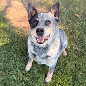 Trigger, Cattle Dog, Australian (Blue Heeler), senior, available for adoption