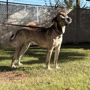 Dunner, Terrier, Pit Bull, adult, available for adoption