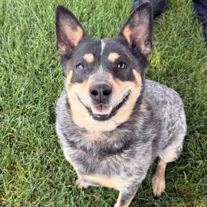 Ashley, Cattle Dog, Australian (Blue Heeler), adult, available for adoption