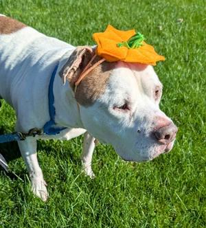 Blue, Pit Bull Terrier Mix, senior, available for adoption