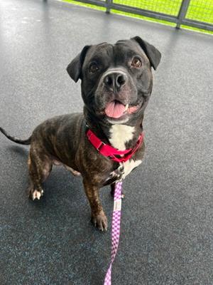 Espresso, Pit Bull Terrier Mix, adult, available for adoption