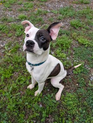 Chip, American Pit Bull Terrier Mix, young, available for adoption
