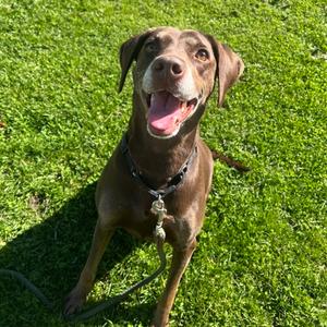 Dakota, Mixed Breed, senior, available for adoption
