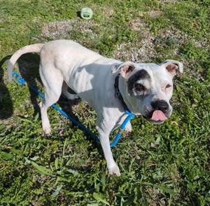 Kane, Pit Bull Terrier Mix, senior, available for adoption