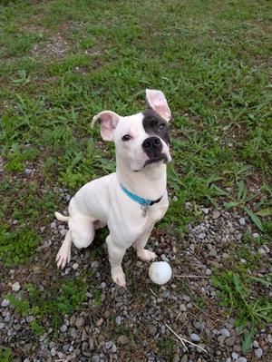Dale, American Pit Bull Terrier Mix, young, available for adoption