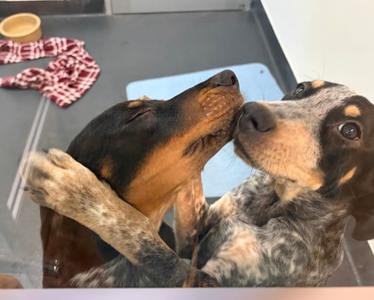 Ash, Hound Mix, puppy, available for adoption