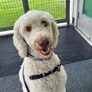 Churro, Poodle - Standard and Golden Retriever, adult, available for adoption