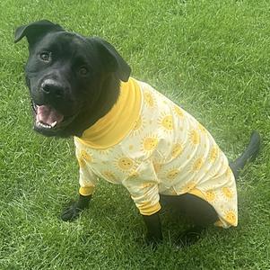 Karl Barks, Labrador Retriever and American Pit Bull Terrier, adult, available for adoption