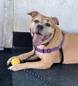 Jada, American Staffordshire Terrier Mix, senior, available for adoption