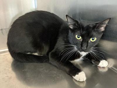 Ida, adult, available for adoption