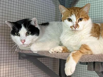 Spot and Tangerine, adult, available for adoption