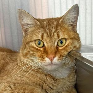 Chester, adult, available for adoption