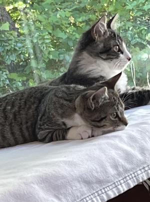 Francine and Francois, kitten, available for adoption