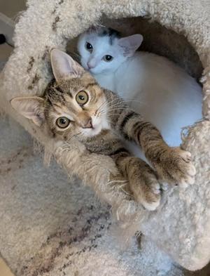 Two cats in a cat bed