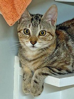 J kittens - Julep, Jett, Juliet, & Jupiter, kitten, available for adoption
