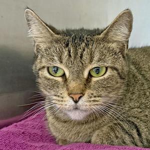 A close-up of a tabby cat with green eyes, resting on a purple surface.