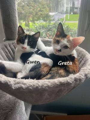 " 7 G Kittens ", kitten, available for adoption
