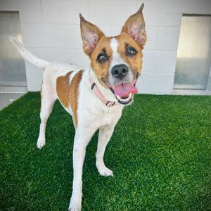 Abby, Mixed Breed (Medium), adult, available for adoption