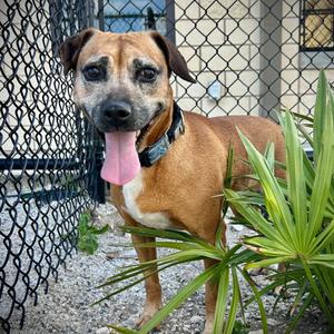 Jane⭐, Mixed Breed (Medium), adult, available for adoption