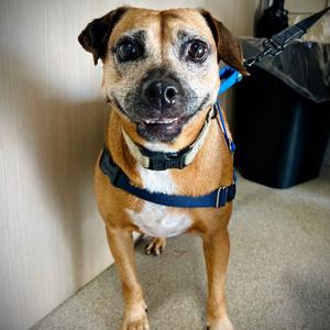 Jane💎, Mixed Breed (Medium), adult, available for adoption