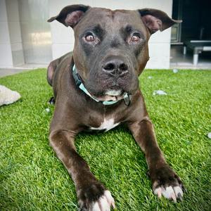 King💎, Mixed Breed (Medium), adult, available for adoption