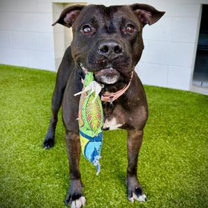 King⭐, Mixed Breed (Medium), adult, available for adoption