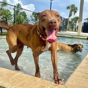 Esme, Mixed Breed (Medium), adult, available for adoption