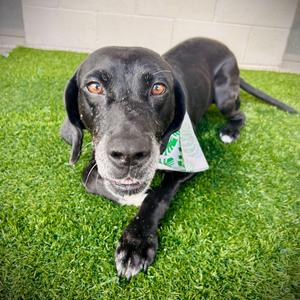 Charleston⭐, Mixed Breed (Medium), senior, available for adoption