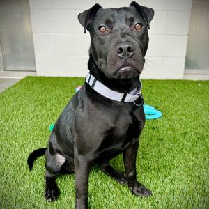 Dodge, Mixed Breed (Medium), young, available for adoption