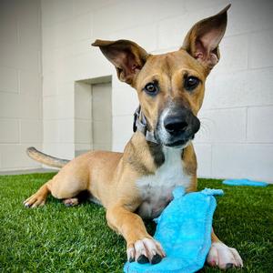 Lana, Mixed Breed (Medium), puppy, available for adoption