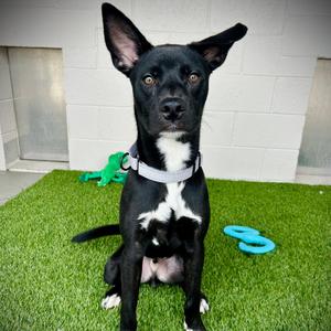 Dio, Mixed Breed (Medium), young, available for adoption