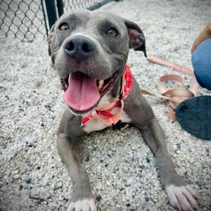 Gray, Mixed Breed (Medium), adult, available for adoption
