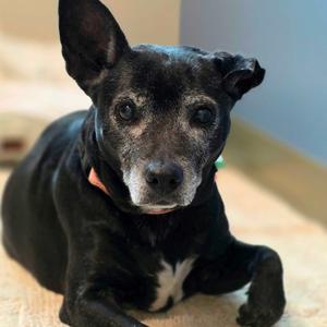 Lilo, Mixed Breed (Medium), senior, available for adoption