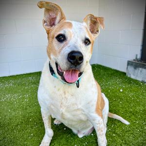 Cooper, Mixed Breed (Medium), senior, available for adoption